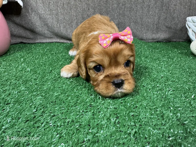 Lakelynn – Cavalier King Charles Spaniel puppy for sale in Waynesville, MO