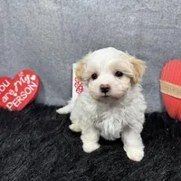 Drew, a male Maltipoo for sale in Waynesville, MO – Photo 5 of 10