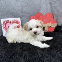Drew, a male Maltipoo for sale in Waynesville, MO – Photo 4 of 10
