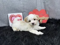 processed/e1eb33b4-003e-4a8e-bf1b-32beb59b2663/listing/2ff31883-2280-4bce-9eb7-e1116d6500b0/3a577da1-a7ad-4c50-927e-533376c03ff4