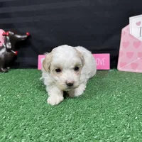 Drew, a male Maltipoo for sale in Waynesville, MO – Photo 9 of 10