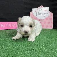 Drew, a male Maltipoo for sale in Waynesville, MO – Photo 7 of 10