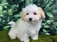 Drew, a male Maltipoo for sale in Waynesville, MO – Photo 2 of 10