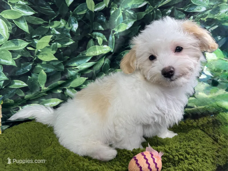 Drew – Maltipoo puppy for sale in Waynesville, MO