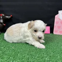 Drew, a male Maltipoo for sale in Waynesville, MO – Photo 8 of 10