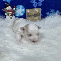Drew, a male Maltipoo for sale in Waynesville, MO – Photo 10 of 10