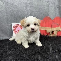 Drew, a male Maltipoo for sale in Waynesville, MO – Photo 6 of 10
