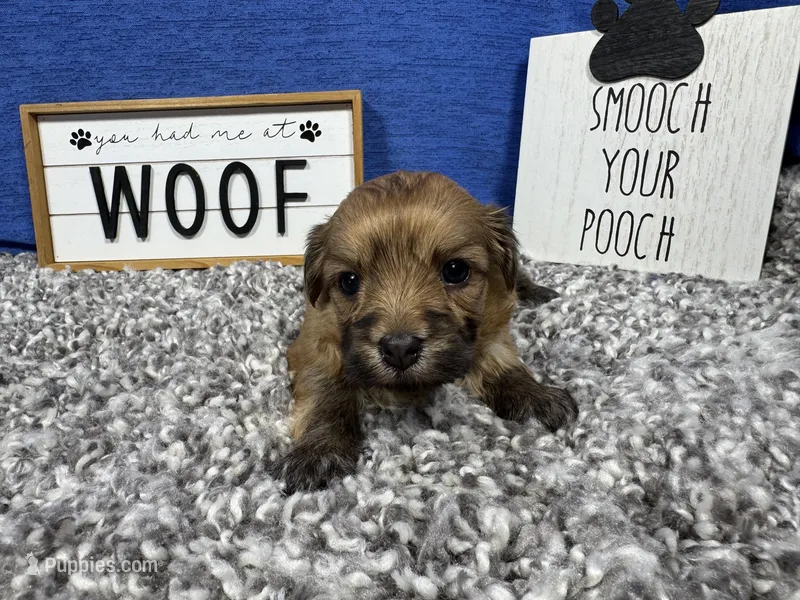 David – Havanese puppy for sale in Waynesville, MO