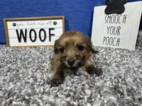 David, a male Havanese for sale in Waynesville, MO – Photo 1 of 3