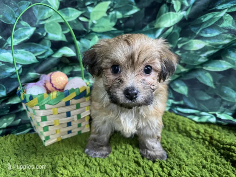 David – Havanese puppy for sale in Waynesville, MO