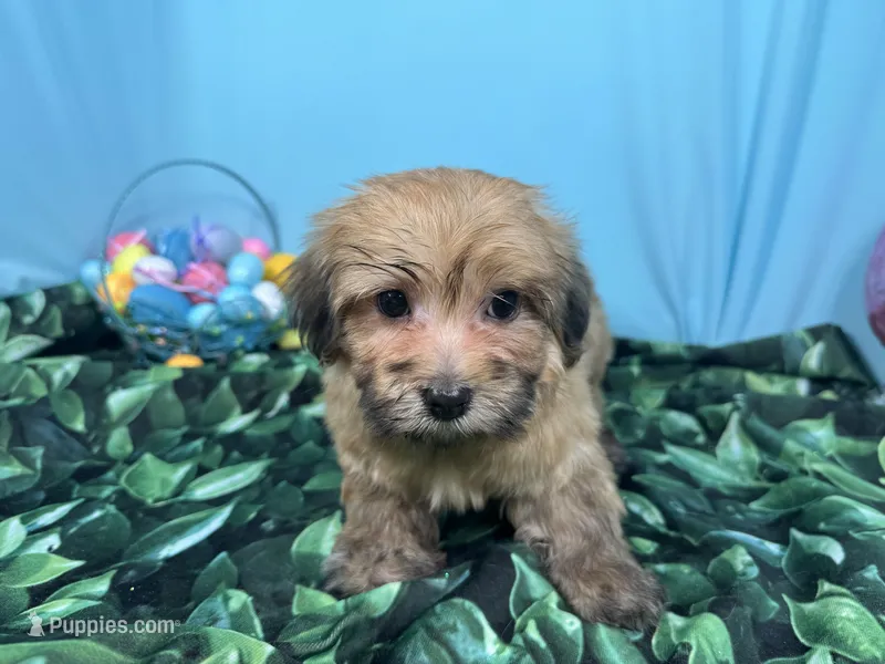 David – Havanese puppy for sale in Waynesville, MO