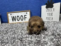 David, a male Havanese for sale in Waynesville, MO – Photo 3 of 3