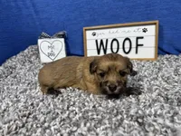 David, a male Havanese for sale in Waynesville, MO – Photo 2 of 3