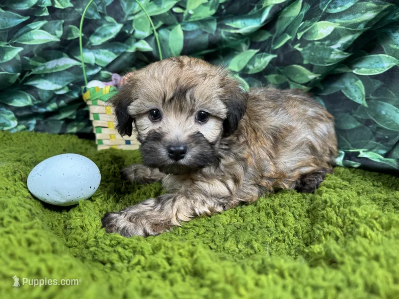 Dallas – Havanese puppy for sale in Waynesville, MO