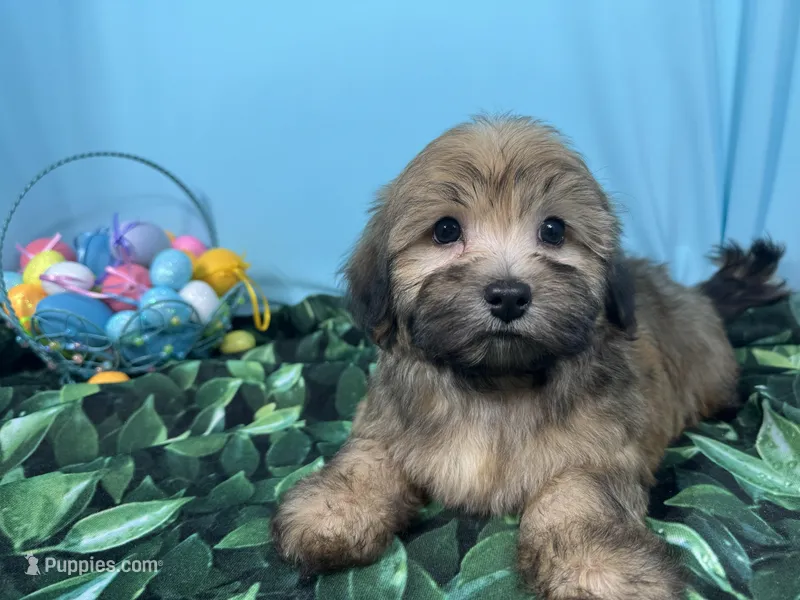 Dallas – Havanese puppy for sale in Waynesville, MO
