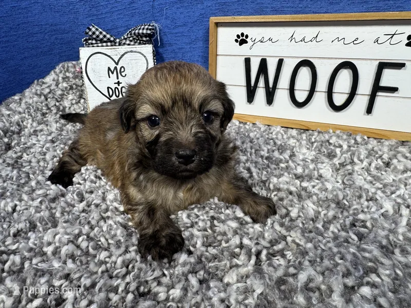 Dallas – Havanese puppy for sale in Waynesville, MO