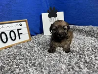 Dallas, a male Havanese for sale in Waynesville, MO – Photo 2 of 3