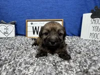 Dallas, a male Havanese for sale in Waynesville, MO – Photo 3 of 3