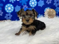 Brielle, a female Yorkshire Terrier for sale in Waynesville, MO – Photo 8 of 10