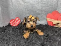 Brielle, a female Yorkshire Terrier for sale in Waynesville, MO – Photo 3 of 10