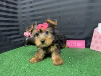 Brielle, a female Yorkshire Terrier for sale in Waynesville, MO – Photo 4 of 10