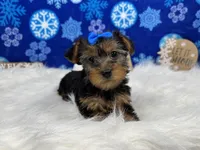 Brielle, a female Yorkshire Terrier for sale in Waynesville, MO – Photo 7 of 10