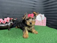 Brielle, a female Yorkshire Terrier for sale in Waynesville, MO – Photo 6 of 10