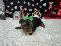 Brielle, a female Yorkshire Terrier for sale in Waynesville, MO – Photo 10 of 10