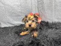 Brielle, a female Yorkshire Terrier for sale in Waynesville, MO – Photo 2 of 10