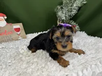 Brielle, a female Yorkshire Terrier for sale in Waynesville, MO – Photo 9 of 10