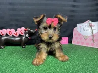 Brielle, a female Yorkshire Terrier for sale in Waynesville, MO – Photo 5 of 10