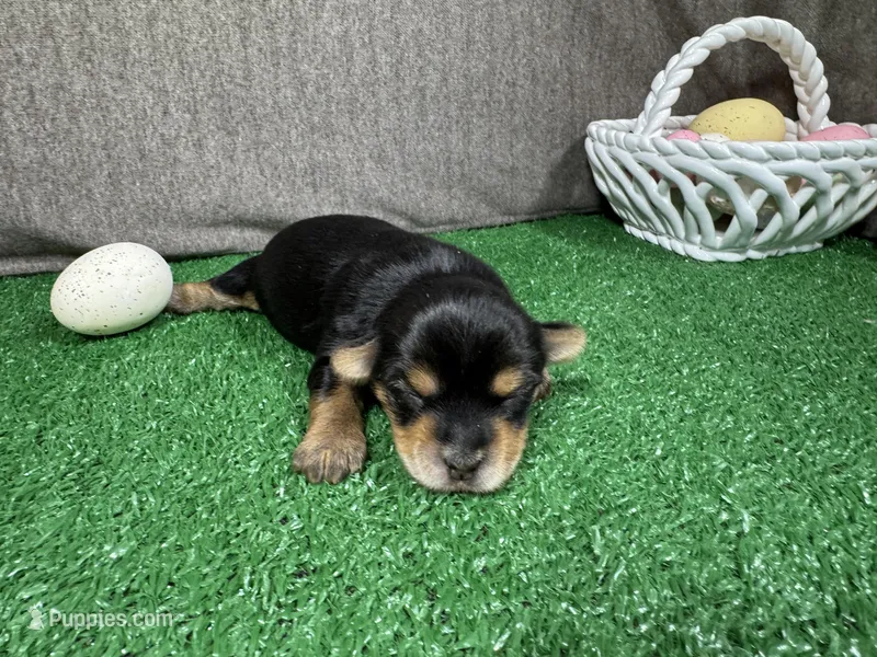 Anastasia – Yorkshire Terrier puppy for sale in Waynesville, MO