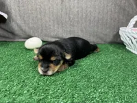 Anastasia, a female Yorkshire Terrier for sale in Waynesville, MO – Photo 2 of 3