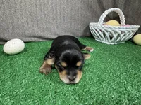 Anastasia, a female Yorkshire Terrier for sale in Waynesville, MO – Photo 3 of 3