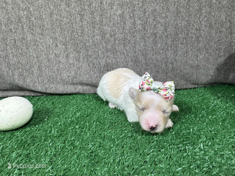 Gemma – Maltipoo puppy for sale in Waynesville, MO