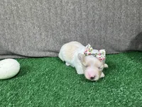 Gemma, a female Maltipoo for sale in Waynesville, MO – Photo 1 of 3