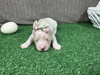 Gemma, a female Maltipoo for sale in Waynesville, MO – Photo 3 of 3