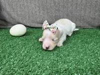 Gemma, a female Maltipoo for sale in Waynesville, MO – Photo 2 of 3