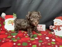 Tanner, a male Havapoo for sale in Waynesville, MO – Photo 9 of 10