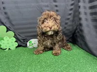 Tanner, a male Havapoo for sale in Waynesville, MO – Photo 3 of 10