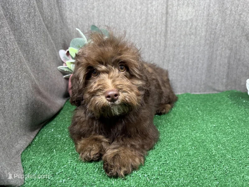 Tanner – Havapoo puppy for sale in Waynesville, MO