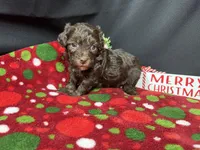 Tanner, a male Havapoo for sale in Waynesville, MO – Photo 10 of 10