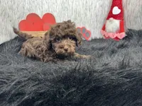 Tanner, a male Havapoo for sale in Waynesville, MO – Photo 4 of 10