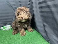 Tanner, a male Havapoo for sale in Waynesville, MO – Photo 2 of 10