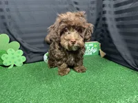 Tanner, a male Havapoo for sale in Waynesville, MO – Photo 1 of 10