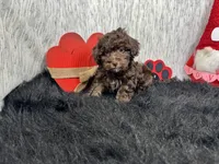 Tanner, a male Havapoo for sale in Waynesville, MO – Photo 5 of 10