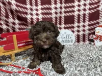 Tanner, a male Havapoo for sale in Waynesville, MO – Photo 7 of 10