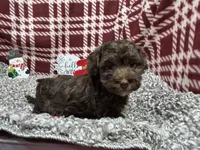 Tanner, a male Havapoo for sale in Waynesville, MO – Photo 8 of 10