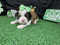 Macy, a female Shih Tzu for sale in Waynesville, MO – Photo 2 of 3