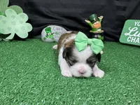 Macy, a female Shih Tzu for sale in Waynesville, MO – Photo 1 of 3